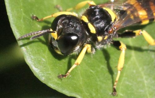 Réf. 348 029 : Ectemnius cephalotes